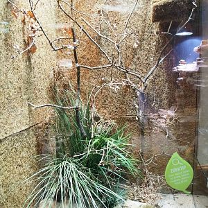 Violin mantis terrarium, 2023-09-24