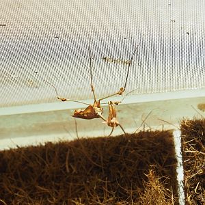 Violin mantis (Gongylus gongylodes), 2023-09-24