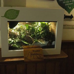 Part of Leafcutter ant colony (Exhibit goes throughout the building), 2023-09-24