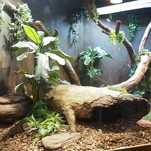 Boa constrictor terrarium, 2023-09-24