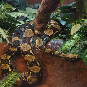 Boa constrictor, 2023-09-24