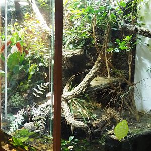 San Francisco garter snake and Endler's guppy terrarium, 2023-09-24