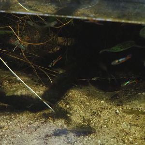 Endler's guppies (Poecilia wingei), 2023-09-24