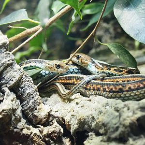 San Francisco garter snakes (Thamnophis sirtalis tetrataenia), 2023-09-24