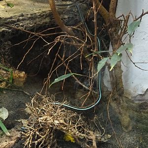 San Francisco garter snake (Thamnophis sirtalis tetrataenia), 2023-09-24