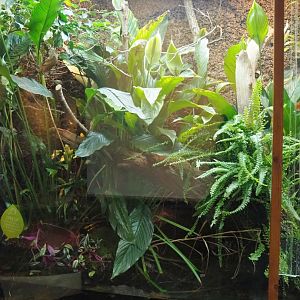 Chinese crocodile lizard and Endler's guppy terrarium, 2023-09-24