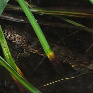 Chinese crocodile lizard (Shinisaurus crocodilurus), 2023-09-24