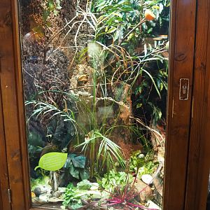 Giant African land snail, African giant millipede and Flower beetle terrarium, 2023-09-24