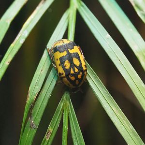 Flower beetle (Pachnoda species, possible Pachnoda aemula), 2023-09-24