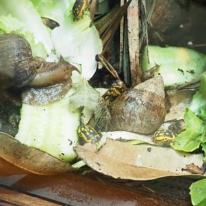 Giant African land snails (Lissachatina fulica) and Flower beetles (Pachnoda species, possible Pachnoda aemula), 2023-09-24