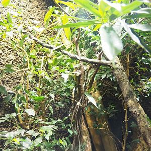 Standing's day gecko terrarium, 2023-09-24