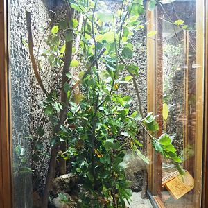 Philippine giant stick insect terrarium, 2023-09-24