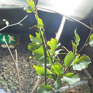 Philippine giant stick insect (Pharnacia ponderosa), 2023-09-24