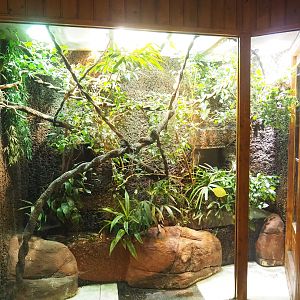 Fiji banded iguana terrarium, 2023-09-24