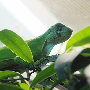 Fiji banded iguana (Brachylophus fasciatus), 2023-09-24