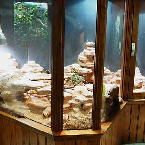 Gila monster terrarium, 2023-09-24