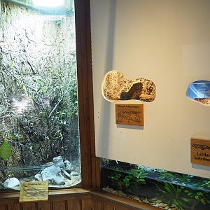 Giant leaf insect and Mexican red-knee tarantula terrariums, Kaiser's spotted newt aquarium and part of Leafcutter ant exhibit, 2023-09-24