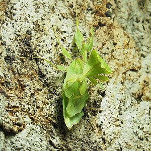 Giant leaf insects (Pulchriphyllium giganteum), 2023-09-24