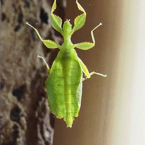Giant leaf insects (Pulchriphyllium giganteum), 2023-09-24