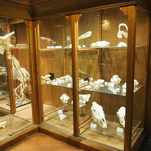 Display case in zoological museum area of 100.000 Animals House, 2023-09-24