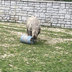 Forrest the Eastern Black Rhino