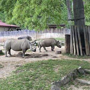 Eastern Black Rhinos
