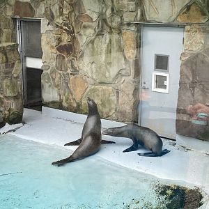 California Sea Lions