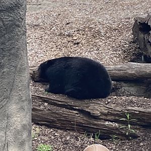 V the American Black Bear