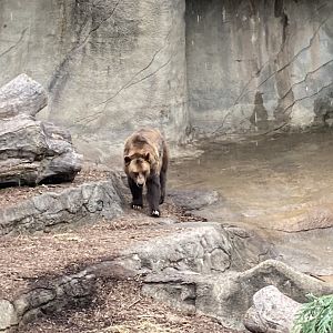 Grizzly Bear