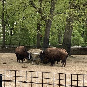 American Bison