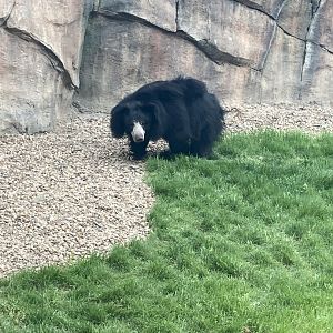 Sloth Bear