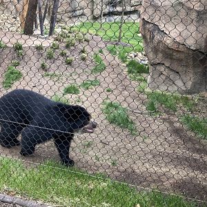 Pacha the Andean Bear