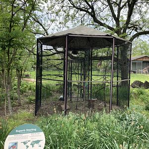Superb Starling Exhibit