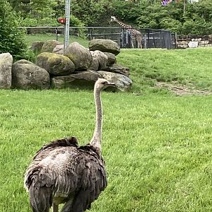 Ostrich