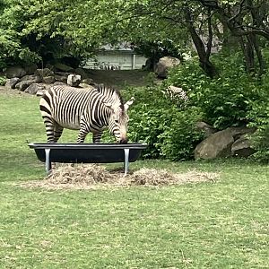 Hartmann’s Mountain Zebra