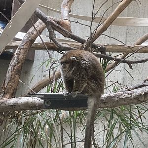 Bolivian Gray Titi Monkey