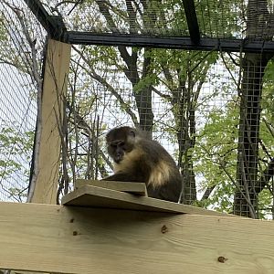 Golden Bellied Mangabey