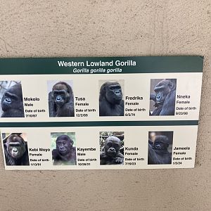Gorilla Troop Signage