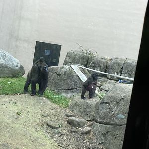 Freddy,Jameela,and Kayembe