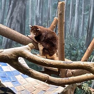 Matchsie’s Tree Kangaroo