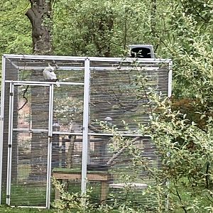 Sulpher Crested Cockatoo Exhibit