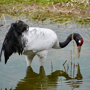 Black-Necked Crane