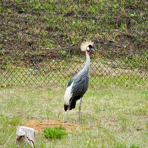 Grey Crowned Crane