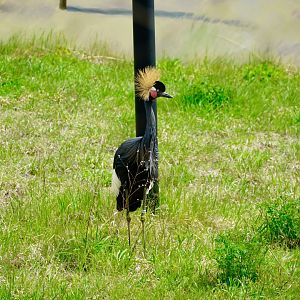 Black Crowned Crane