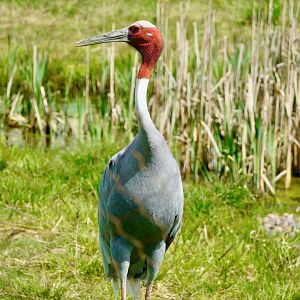 Sarus Crane