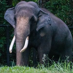 Asian Elephant- Chawang
