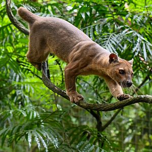 Fossa