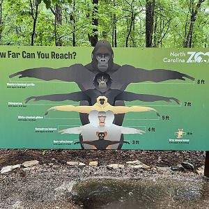 Primate Armspan Display near Baboons