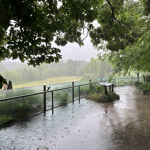 Elephant Habitat in the Rain