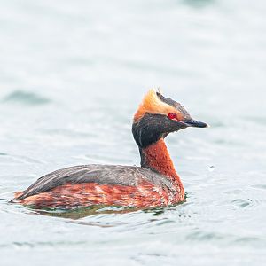 Horned Grebe
